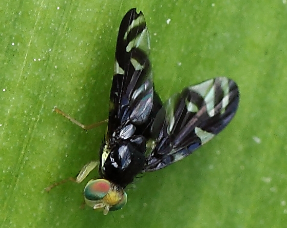 Tephritidae da id